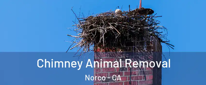  Chimney Animal Removal Norco - CA