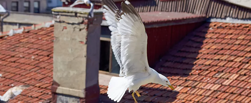 Residential Chimney Animal Removal Solution in Norco, CA