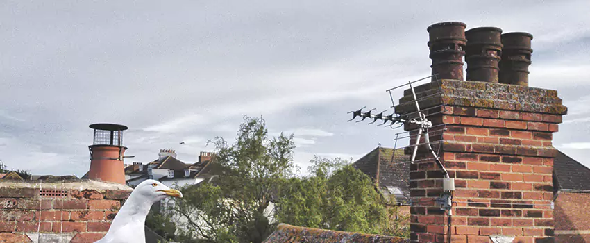 Chimney Cleaning And Restoration in Norco, California